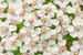 Gemeine Schafgarbe, Wiesenschafgarbe - Achillea millefolium - Yarrow