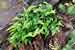 Asplenium adiantum-nigrum - Schwarzstieliger Streifenfarn - Black Spleenwort