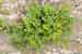 Asplenium ruta-muraria - Wall Rue - Mauerraute