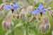 Borago officinalis, Borretsch Foto, Borage