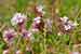 Cuscuta epithymum - Thymian-Seide, Clover Dodder, Hairweed