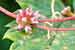 Cuscuta europaea - Teufelszwirn, Nessel-Seide, Greater Dodder, Hairweed