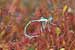 Mittlerer Sonnentau - Drosera intermedia - Oblong-leaved Sundew