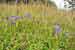 Gentianella ciliata - Fransen Enzian - Fringed Gentian Foto, Silberberg Natrup Hagen