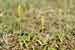 Honigorchis, Einknolle, Herminium monorchis , Musk Orchid, Warmberg
