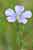 Linum leonii - Lothringer Lein- French Flax Foto