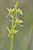 Kleines Zweiblatt - Listera cordata - Lesser Twayblade