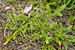 Keulen-Bärlapp - Lycopodium clavatum - Wolfs Foot Clubmoss