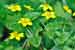 Lysimachia nemorum - Yellow Pimpernel - Hain-Gilbweiderich