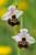 Hummel-Ragwurz - Ophrys holoserica - Late Spider Orchid