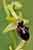 Spinnenragwurz - Spinnen-Ragwurz - Ophrys sphegodes - Spider Orchid, NSG Perfeist, Wasserliesch