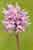 Affen-Knabenkraut - Orchis simia - Monkey Orchid