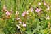 Wald-Läusekraut, Pedicularis sylvatica - Lousewort, Krekeler Heide