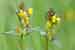 Rhinanthus minor, Kleiner Klappertopf, Yellow Rattle