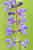 Salvia pratensis - Wiesen-Salbei - Meadow Sage