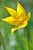 Weinbergtulpe - Tulipa sylvestris - Wild Tulip