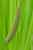 Acorus calamus - Kalmus - Sweet Flag Photo