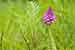 Pyramidenorchis - Anacamptis pyramidalis - Pyramidal Orchid