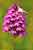 Pyramidenorchis - Anacamptis pyramidalis - Pyramidal Orchid