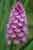 Pyramidenorchis - Anacamptis pyramidalis - Pyramidal Orchid