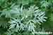 Artemisia absinthium - Wermut - Absinth Wormwood Picture