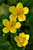 Sumpfdotterblume - Caltha palustris - Marsh Marigold