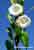 Bild von Gemeine Zaunwinde - Calystegia sepium - Winde - Hedge Bindweed