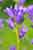 Campanula glomerata - Knäuel Glockenblume - Clustered Bellflower Foto
