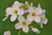 Cardamine pratensis - Wiesenschaumkraut - Cuckoo Flower