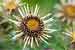 Golddistel, Carlina vulgaris - Carline Thristle Foto