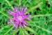 Cirsium acaule - Stengellose Kratzdistel - Stemless Thristle