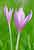 Heimische Herbstzeitlose - Colchicum autumnale - Autum Crocus