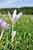 Heimische Herbstzeitlose Weiss - Colchicum autumnale album - White Autum Crocus