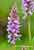 Fuchs Knabenkraut - Dactylorhiza fuchsii - Common spotted Orchid