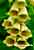Digitalis grandiflora - Großblütiger Fingerhut - Yellow Foxglove