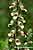 Wolliger Fingerhut - Digitalis lanata - Woolly Foxglove