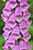 Roter Fingerhut - Digitalis purpurea - Common Foxglove