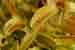 Venusfliegenfalle - Dionaea muscipula - Venus Flytrap