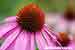 Roter Sonnenhut - Echinacea purpurea - Purple Coneflower