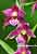 Braunrote Sumpfwurz - Epipactis atrorubens - Dark Red Helleborine