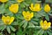 Eranthis hyemalis - Winterling - Winter Aconite