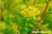 Euphorbia palustris - Sumpf Wolfsmilch - Mash Spurge Foto