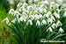 Galanthus nivalis - Schneeglöckchen - Common Snowdrop