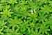 Waldmeister - Galium odoratum - Sweet Woodruff