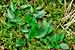 Kriechendes Netzblatt Orchidee - Goodyera repens - Creeping Lady´s Tresses