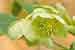 Korsische Nieswurz - Helleborus lividus ssp. corsicus