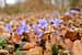 Leberblümchen - Hepatica nobilis - Liverleaf