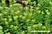 Hyoscyamus aureus - Goldgelbes Bilsenkraut - Golden Henbane
