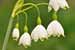 Sommer Knotenblume - Leucojum aestivum - Summer Snowflake