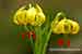 Pyrenäenlilie - Lilium pyrenaicum - Pyrenaean Lily
